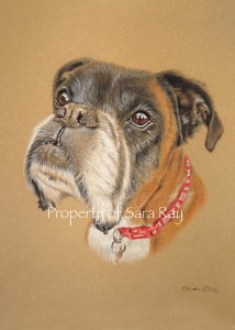 Murray - Boxer